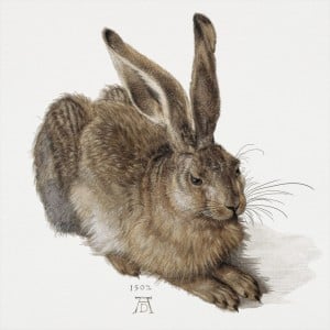 Durer Rabbit Graphic